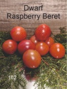 162-Dwarf Raspberry Beret. Pomidory kolekcjonerskie.