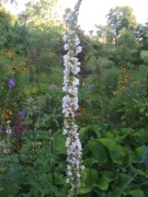 dziewanna Verbascum