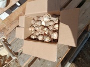 Czosnek z ogródka zbiór 2025