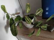 Maranta leuconeura z doniczką