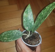Hoya hoja Rangsan 