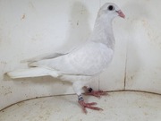 Młody Srebrny Linia Remy de Mey x Olympiade 003