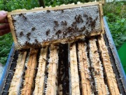 Sprzedam przezimowane rodziny pszczele