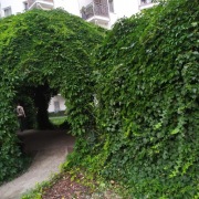 Winobluszcz 300-400cm w donicy 