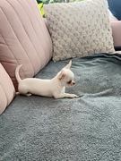 Cudna Mini Biała Dziewczynka