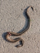 Ekspertyzy przyrodnicze. Ornitolog herpetolog teriolog