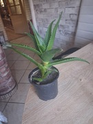 Aloes drzewiasty  Vera leczniczy