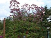 Sadziec atropurpureum roślina miododajna 300