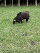 Sprzedam barany w różnym wieku 