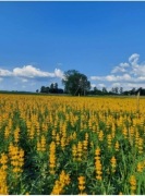 Łubin żółty szerokolistny mister ostatnie 15kg