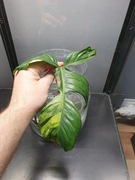 Philodendron Florida Beauty