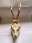 Trofeum myśliwskie, Parostki, poroże sarny rogacza, kozła, koziołka