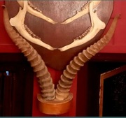 poroże antylopy trofeum myśliwskie z PRL