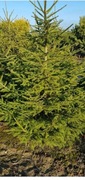 Świerk zwykły,wys.pow 3 m.