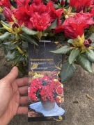 Rododendron Baden Baden krwistoczerwony karłowy