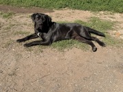 Cane Corso reproduktor