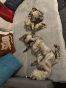 Komplet ze skóry lisa czapka , szal i skóra 