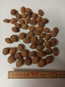 Pestki brzoskwini Mandżurskiej