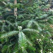 jodła kaukaska gałęzie stroik duze ilości 