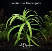 Eichhornia diversifolia, UNIKAT sadzonka ok 8-12 cm, hodowla podwodna