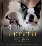 Reproduktor Boston Terrier Champion PL 