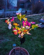 Lampa solarna , ogrodowa , wbijana, Świetliste motyle , dwa tryby pracy