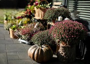 Kwiaciarnia Wołomin , Pracowania Florystyczna