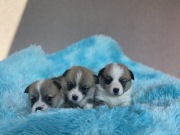 Welsh corgi pembroke FCI po Championie