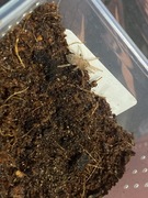 Ptasznik Lasiocyano(Pterinopelma) sazimai