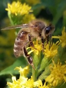 Suszenie, osuszanie miodu, usuwanie wody z miodu.