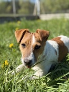 Jack Russell Terrier od # Smartie Jacks # suczka gotowa do odbioru