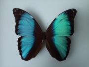 Morpho deidamia M