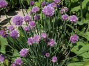 Czosnek szczypiorek Allium schoenoprasum roślina miododajna 200 nasion