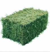 Siano  świeże kostka