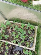 Ogrod -dom truskawki roksana jednoroczne w doniczkach cena za sztukę 1.50 z