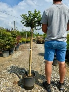 Ostrokrzew Meservy / Ilex meserveae 'Blue Princess' / Pień 100cm / 15l