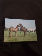 koń konie pocztówka karta pocztowa widokówka kolekcja nr 1845