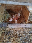 Jaja 100% ekologiczne od rolnika