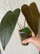 Anthurium Queen Of Hearts