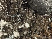 Skoczogonki Onychinurinae snowflakes