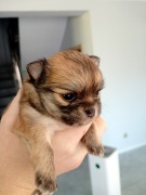 Chihuahua długowłosy suczka malutka