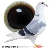 Młode para 3 oryg A&W Drapa Ragnar x Porsche 911