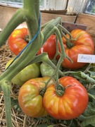 Pomidor Aussie nasiona kolekcjonerskie