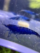 Krewetki neocaridina blue velvet 12 sztuk!