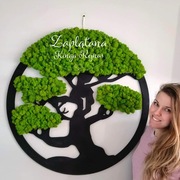 Drzewo BONSAI CHrobotek 