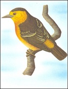 Wyspy Św Tomasza i Książęce - Ptaki, (zestaw 572)