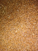 Pszenica ziarno 5kg na paszę dla ptaków, kur, ryb