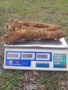 Chrzan korzeń 2 kg chrzan korzen mocny wyrazisty smak 