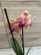 Storczyk phalenopsis żółty różowy Caribbean Dream