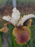 Irys syberyjski 'Sun Grooves' Iris sibirica